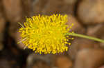 Yellow puff